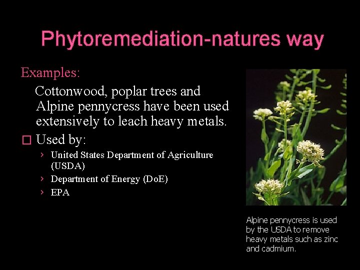 Phytoremediation-natures way Examples: Cottonwood, poplar trees and Alpine pennycress have been used extensively to