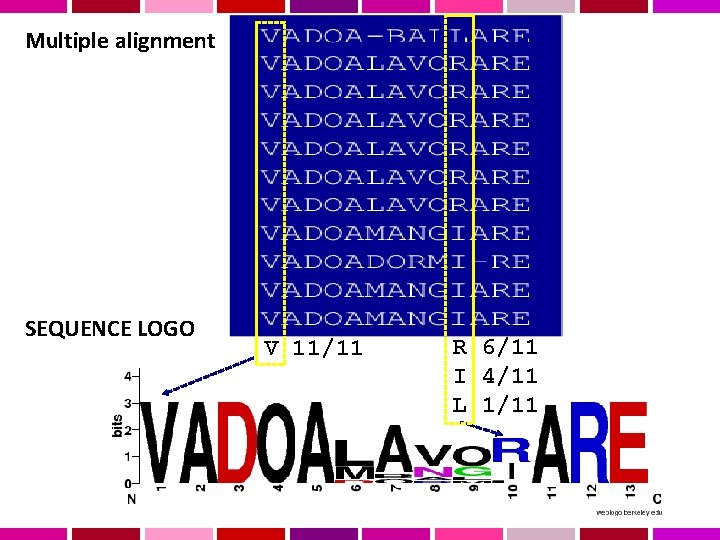 Multiple alignment SEQUENCE LOGO V 11/11 R 6/11 I 4/11 L 1/11 