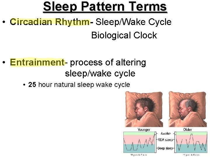 Sleep Pattern Terms • Circadian Rhythm- Sleep/Wake Cycle Biological Clock • Entrainment- process of