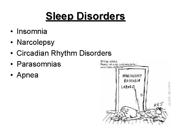 Sleep Disorders • • • Insomnia Narcolepsy Circadian Rhythm Disorders Parasomnias Apnea 