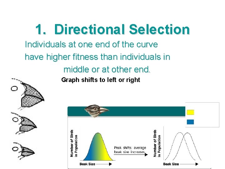 1. Directional Selection Individuals at one end of the curve have higher fitness than