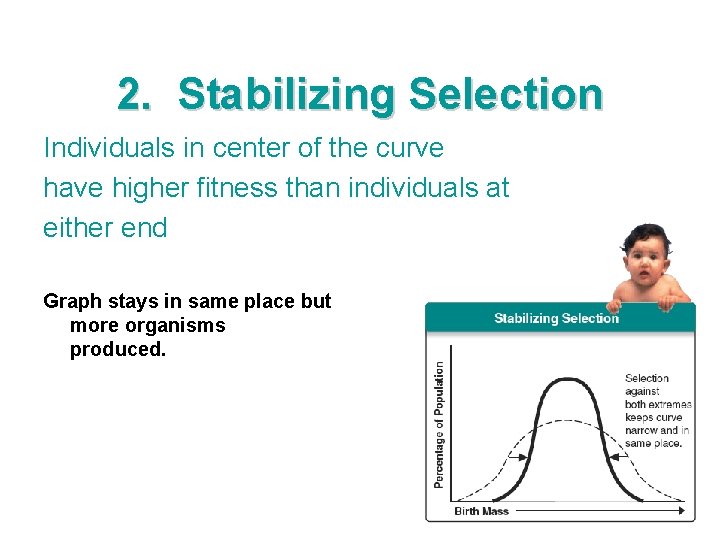 2. Stabilizing Selection Individuals in center of the curve have higher fitness than individuals