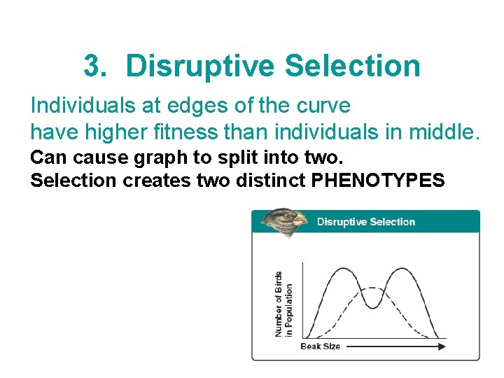 3. Disruptive Selection Individuals at edges of the curve have higher fitness than individuals