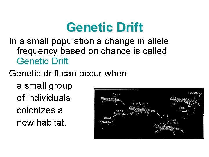 Genetic Drift In a small population a change in allele frequency based on chance