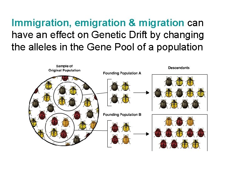 Immigration, emigration & migration can have an effect on Genetic Drift by changing the