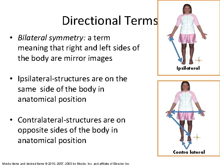 Directional Terms • Bilateral symmetry: a term meaning that right and left sides of