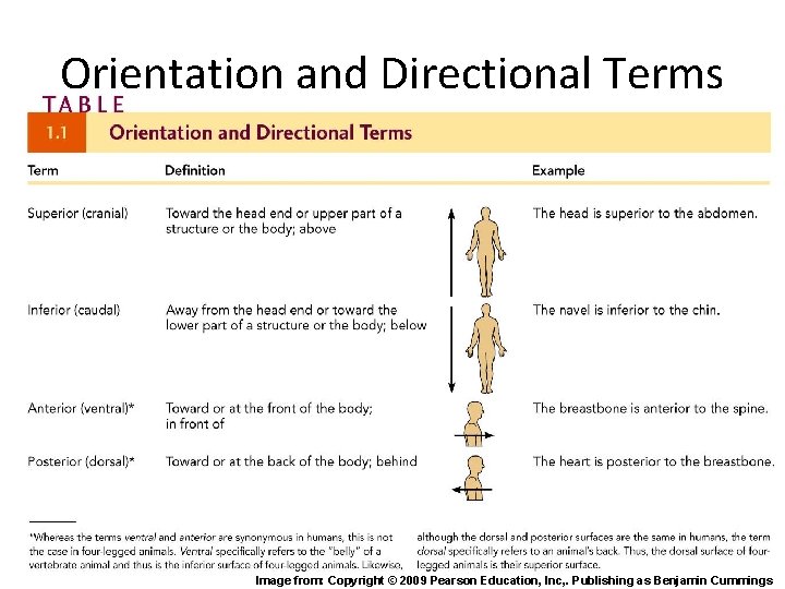 Orientation and Directional Terms Image from: Copyright © 2009 Pearson Education, Inc, . Publishing