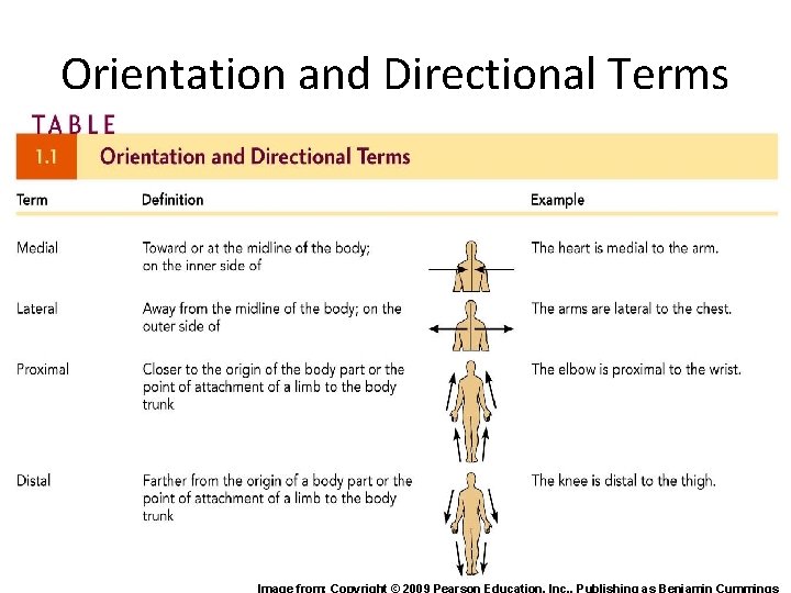 Orientation and Directional Terms Image from: Copyright © 2009 Pearson Education, Inc, . Publishing