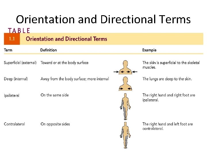Orientation and Directional Terms 