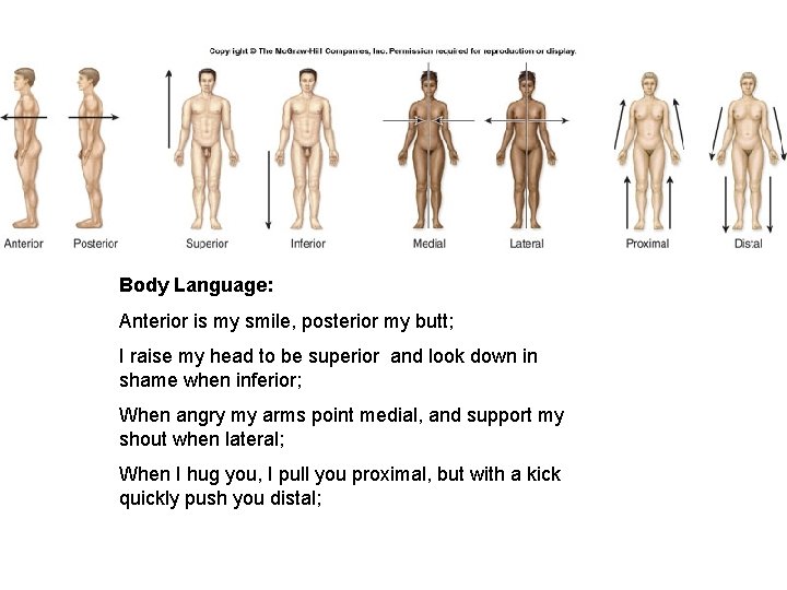 Body Language: Anterior is my smile, posterior my butt; I raise my head to