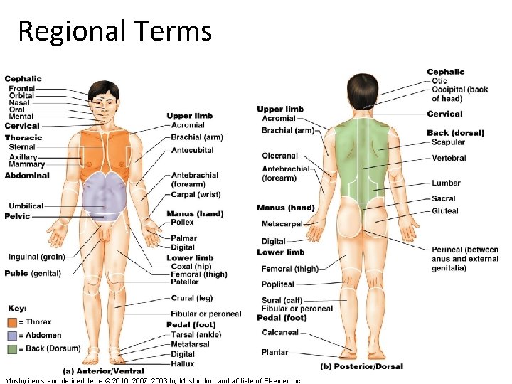 Regional Terms Mosby items and derived items © 2010, 2007, 2003 by Mosby. Inc.
