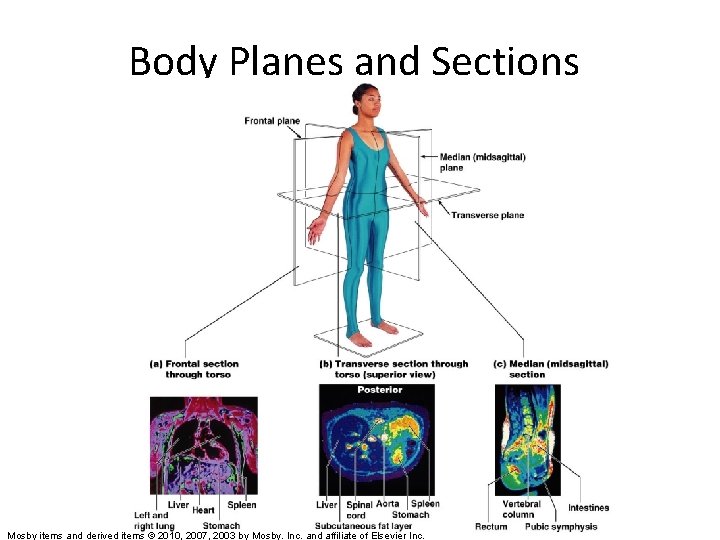 Body Planes and Sections Mosby items and derived items © 2010, 2007, 2003 by