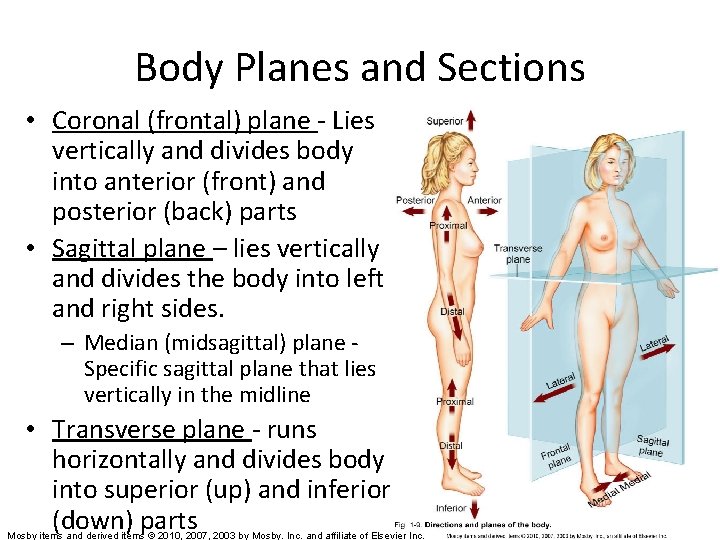 Body Planes and Sections • Coronal (frontal) plane - Lies vertically and divides body