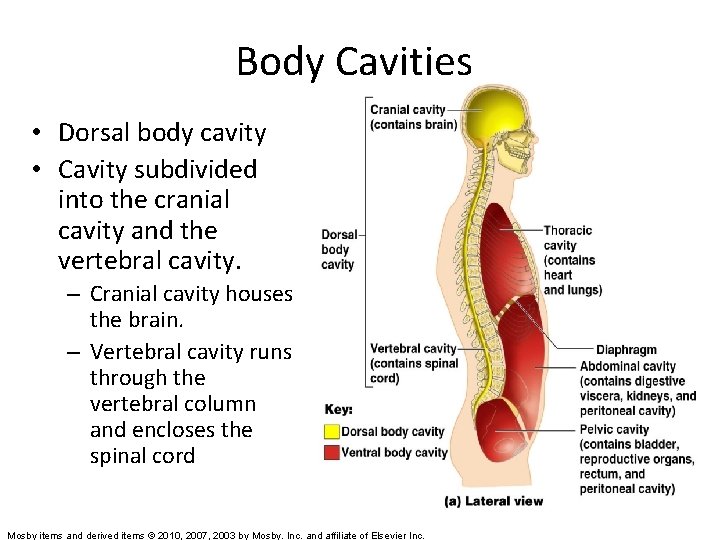 Body Cavities • Dorsal body cavity • Cavity subdivided into the cranial cavity and