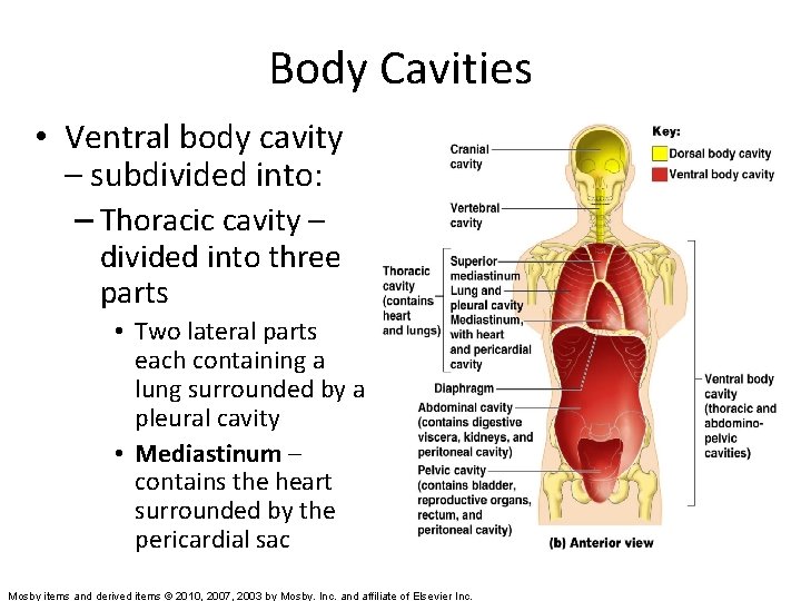 Body Cavities • Ventral body cavity – subdivided into: – Thoracic cavity – divided