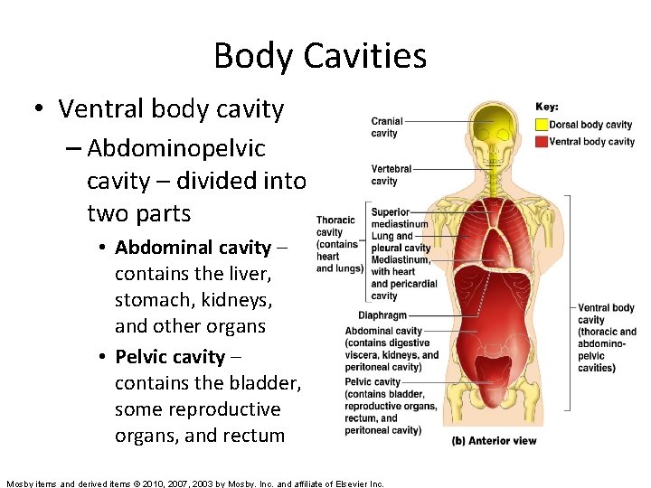 Body Cavities • Ventral body cavity – Abdominopelvic cavity – divided into two parts