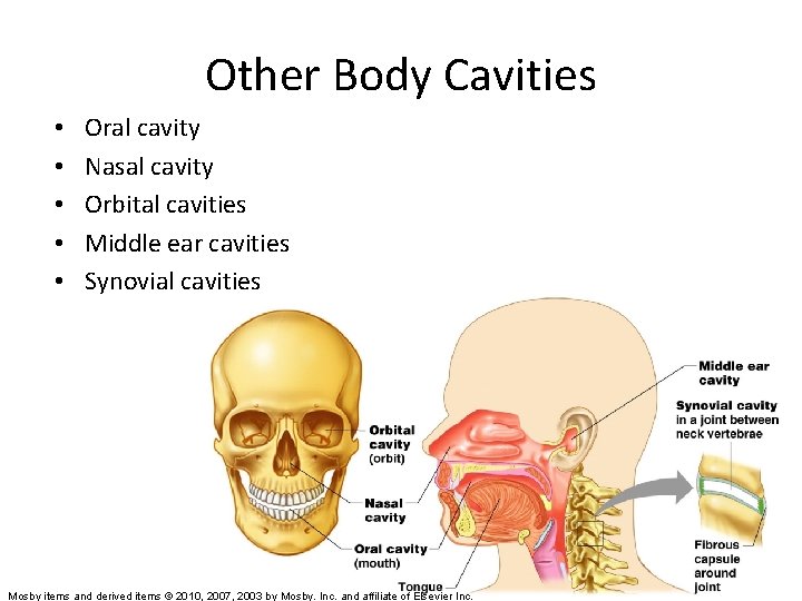 Other Body Cavities • • • Oral cavity Nasal cavity Orbital cavities Middle ear