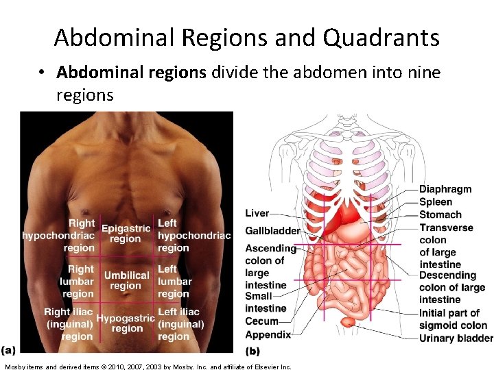Abdominal Regions and Quadrants • Abdominal regions divide the abdomen into nine regions Mosby