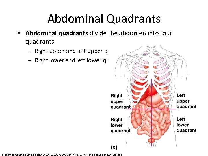 Abdominal Quadrants • Abdominal quadrants divide the abdomen into four quadrants – Right upper