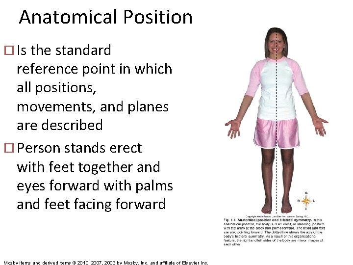 Anatomical Position ¨ Is the standard reference point in which all positions, movements, and