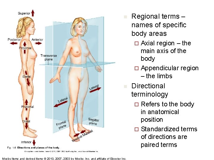 n Regional terms – names of specific body areas Axial region – the main