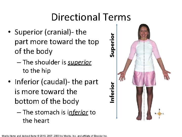  • Superior (cranial)- the part more toward the top of the body Superior