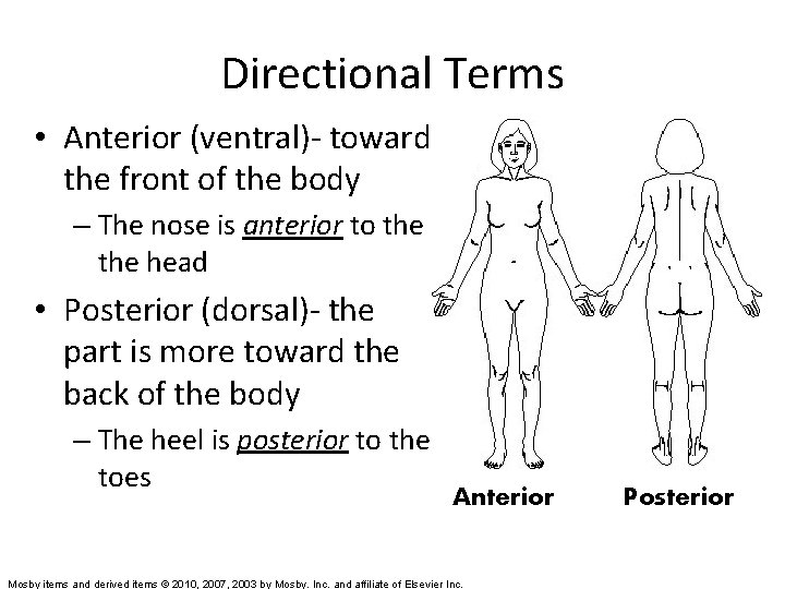 Directional Terms • Anterior (ventral)- toward the front of the body – The nose