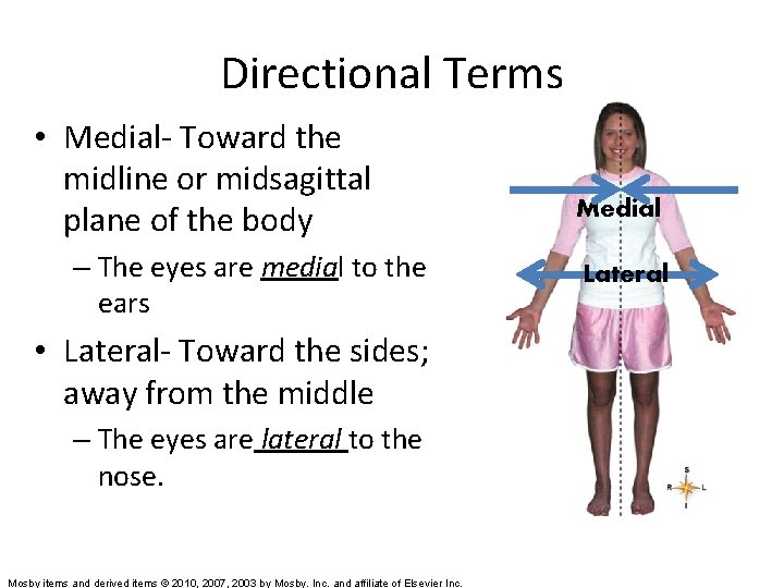Directional Terms • Medial- Toward the midline or midsagittal plane of the body –