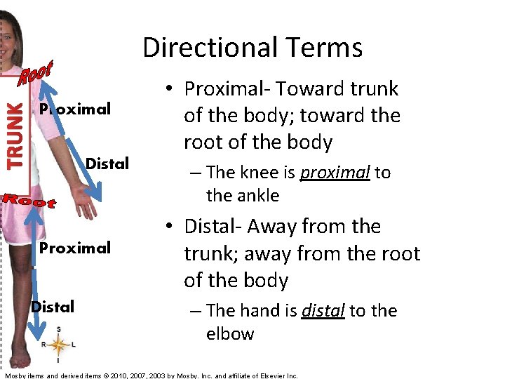 TRUNK Directional Terms Proximal Distal • Proximal- Toward trunk of the body; toward the