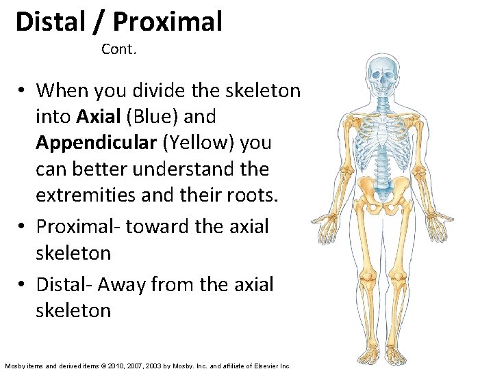 Distal / Proximal Cont. • When you divide the skeleton into Axial (Blue) and