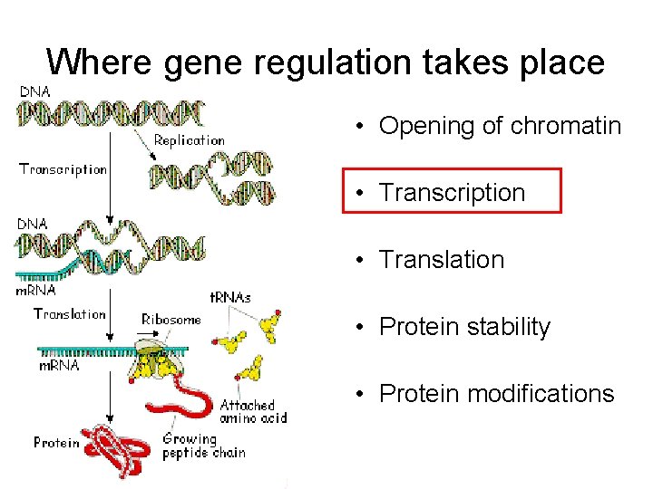Where gene regulation takes place • Opening of chromatin • Transcription • Translation •