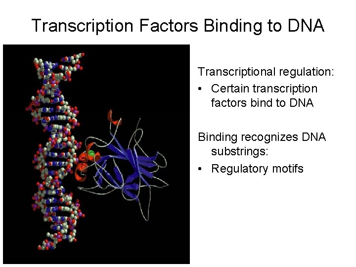 Transcription Factors Binding to DNA Transcriptional regulation: • Certain transcription factors bind to DNA