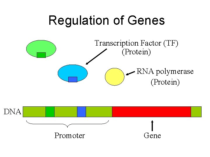 Regulation of Genes Transcription Factor (TF) (Protein) RNA polymerase (Protein) DNA Promoter Gene 