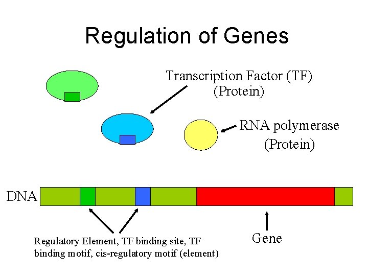 Regulation of Genes Transcription Factor (TF) (Protein) RNA polymerase (Protein) DNA Regulatory Element, TF