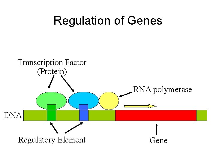 Regulation of Genes Transcription Factor (Protein) RNA polymerase DNA Regulatory Element Gene 