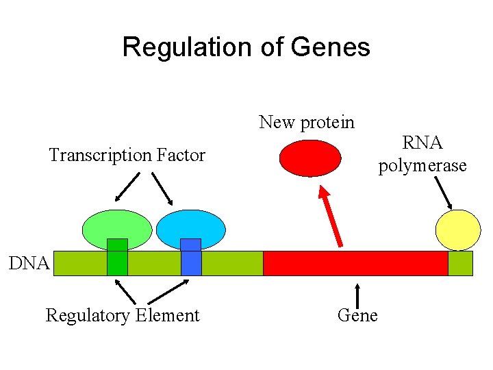 Regulation of Genes New protein Transcription Factor DNA Regulatory Element Gene RNA polymerase 