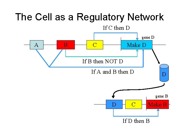 The Cell as a Regulatory Network If C then D gene D A B
