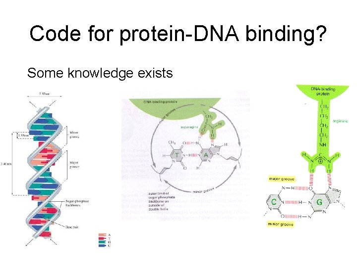 Code for protein-DNA binding? Some knowledge exists 
