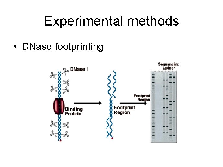 Experimental methods • DNase footprinting 