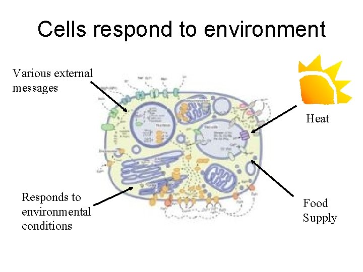 Cells respond to environment Various external messages Heat Responds to environmental conditions Food Supply