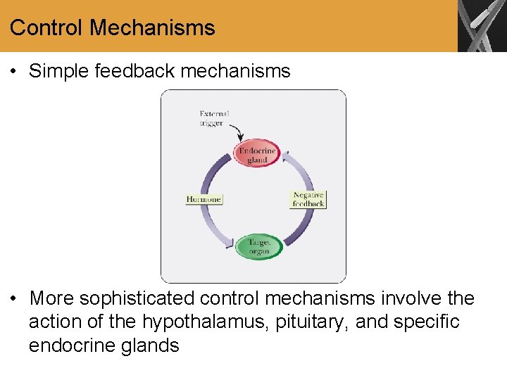 Control Mechanisms • Simple feedback mechanisms • More sophisticated control mechanisms involve the action