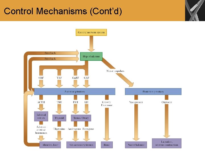 Control Mechanisms (Cont’d) 