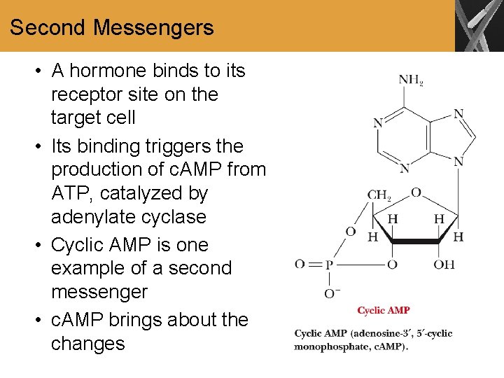 Second Messengers • A hormone binds to its receptor site on the target cell