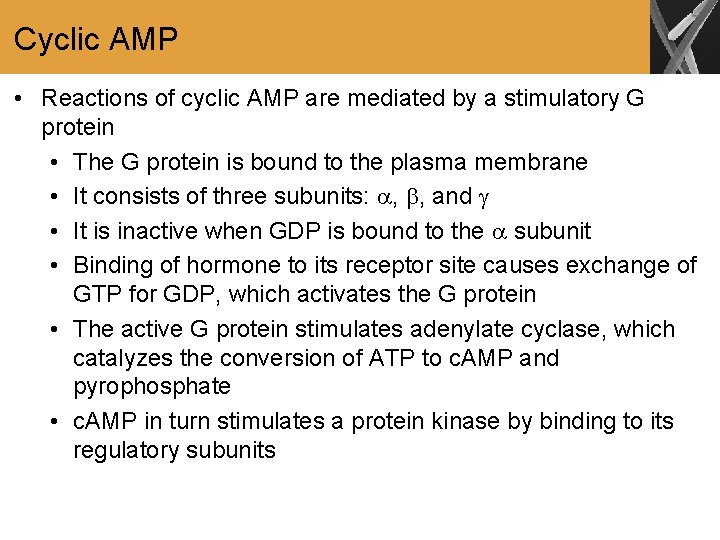 Cyclic AMP • Reactions of cyclic AMP are mediated by a stimulatory G protein