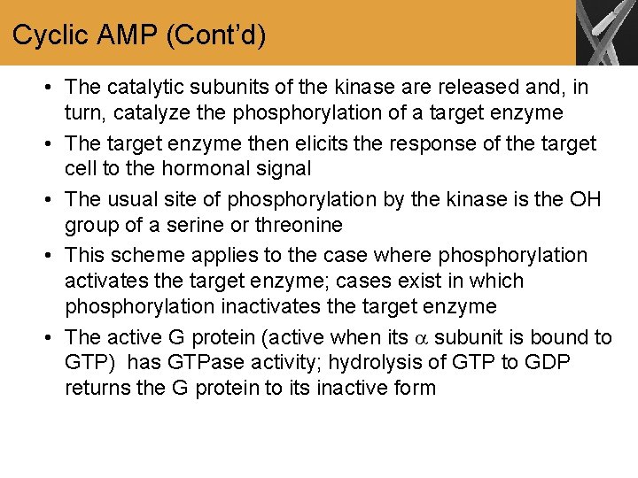 Cyclic AMP (Cont’d) • The catalytic subunits of the kinase are released and, in