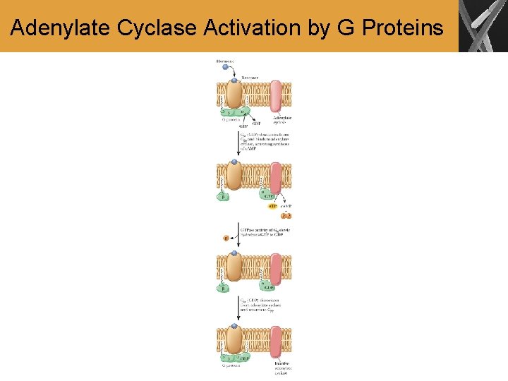 Adenylate Cyclase Activation by G Proteins 