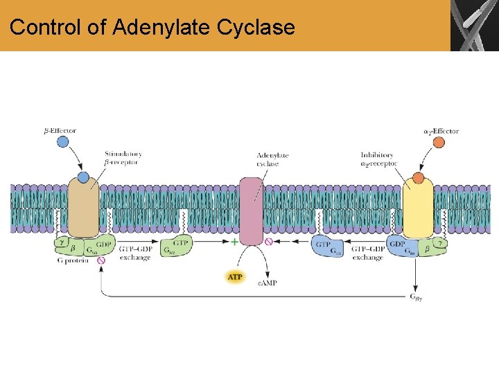 Control of Adenylate Cyclase 