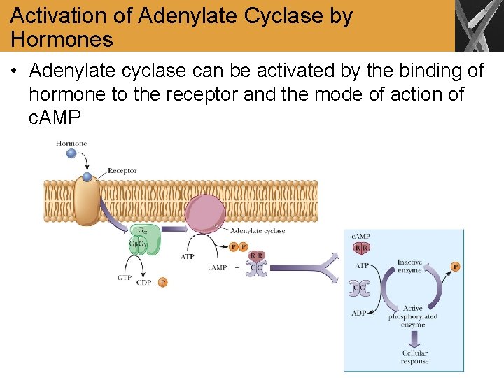 Activation of Adenylate Cyclase by Hormones • Adenylate cyclase can be activated by the
