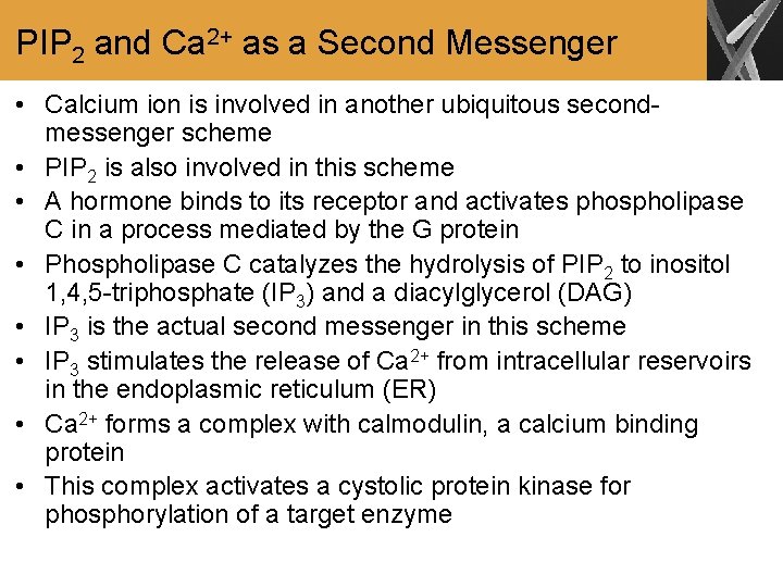 PIP 2 and Ca 2+ as a Second Messenger • Calcium ion is involved