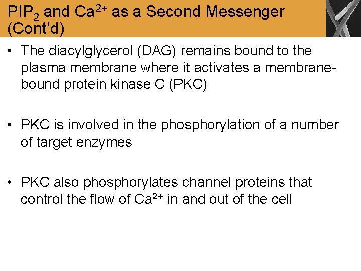 PIP 2 and Ca 2+ as a Second Messenger (Cont’d) • The diacylglycerol (DAG)